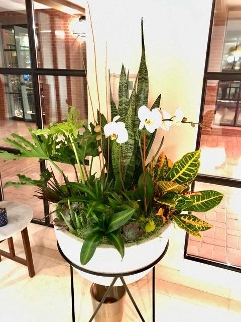 Interior Plants