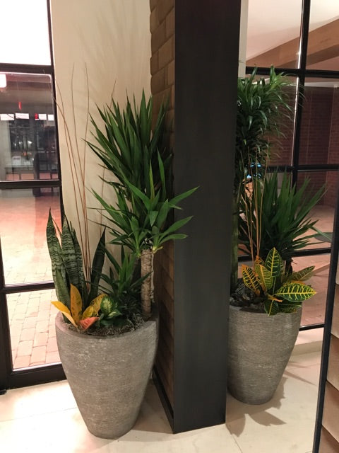 Interior Plants