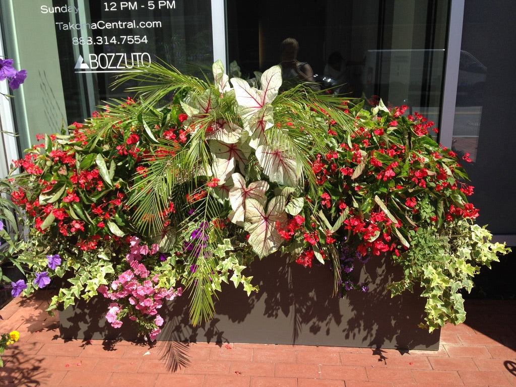 Exterior Container Plantings