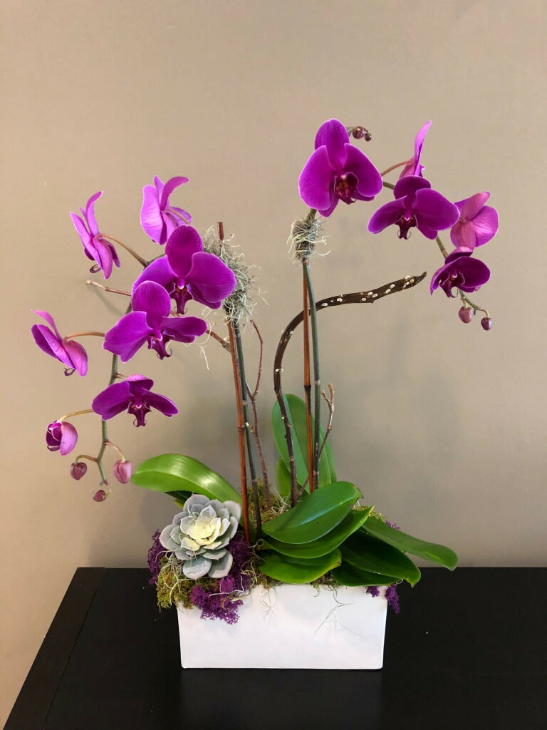 Purple Phalaenopsis Orchid