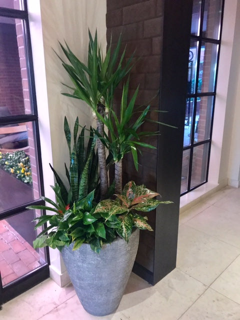 Interior Plants