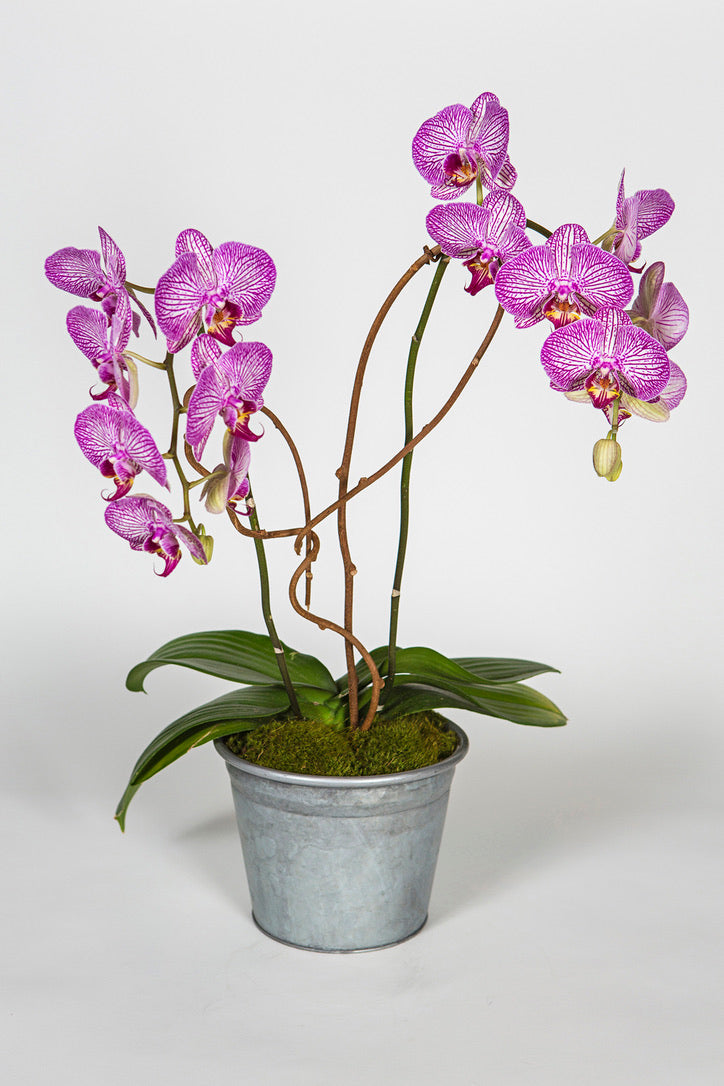 Purple Phalaenopsis Orchid