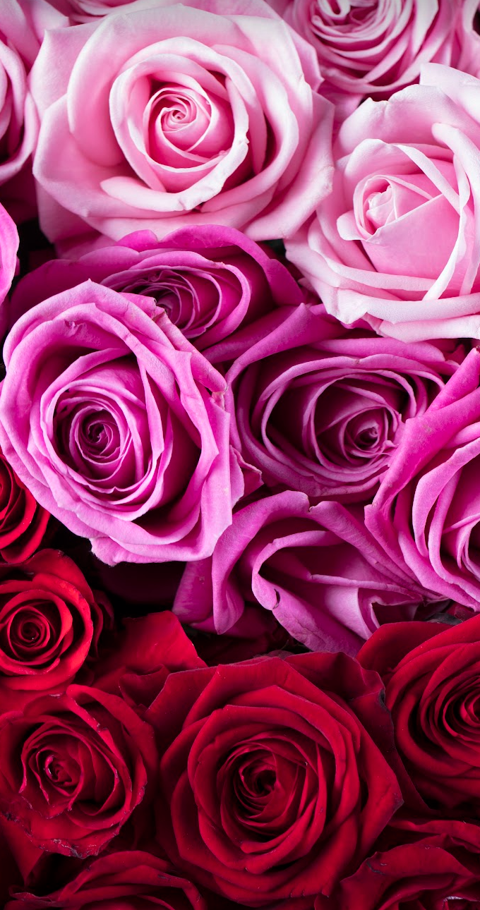 A vibrant arrangement of various colored roses, predominantly red, purple and pink, displayed together.