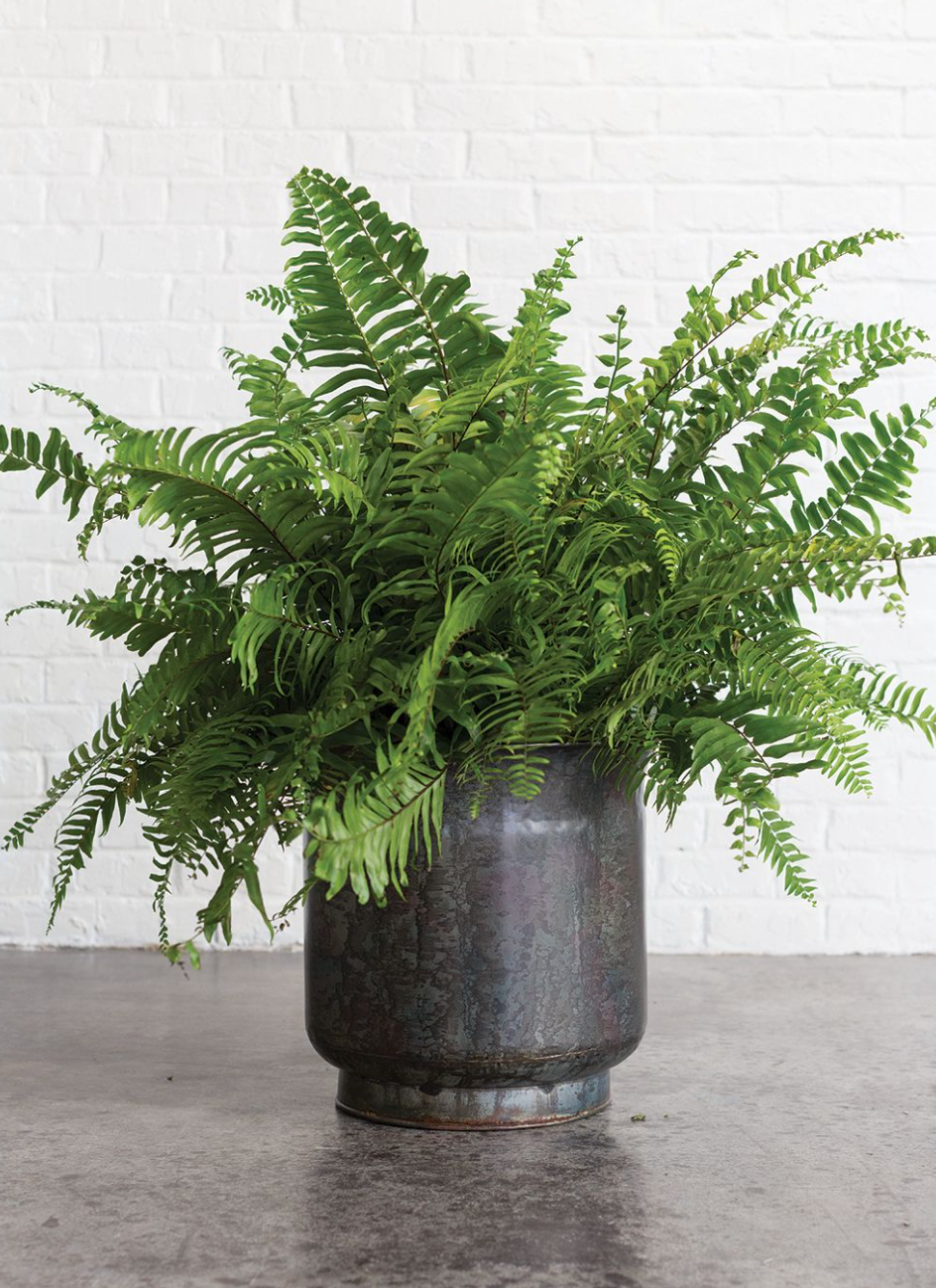 Marsh Planter