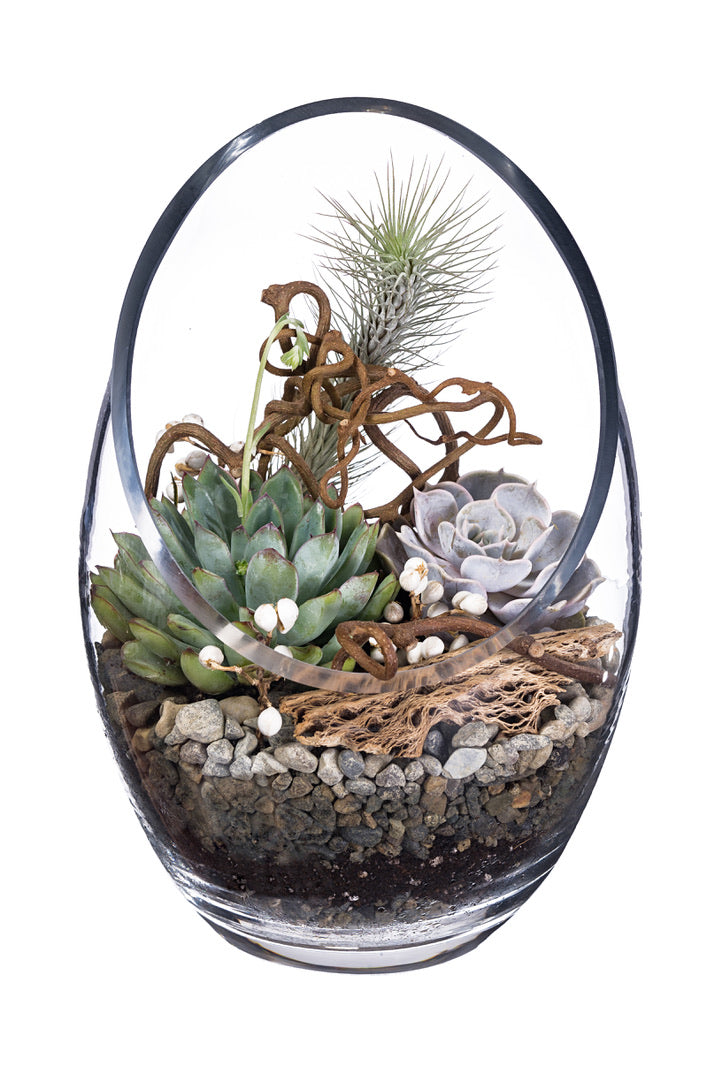 succulent glass bowl Terrarium Bowl – Bloompop