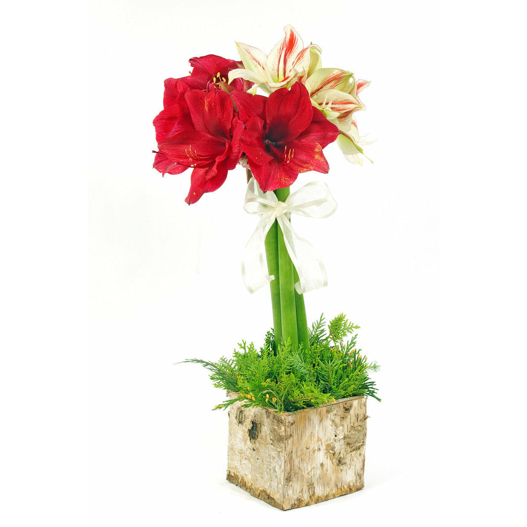 Potted Holiday Amaryllis