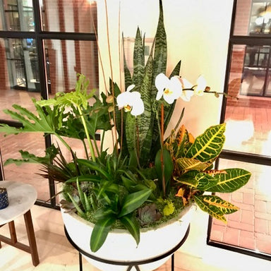 Interior Plants