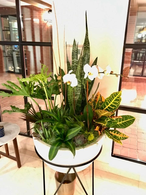 Bloompop Interior Plants – Bloompop