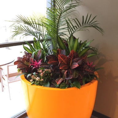 Interior Plants