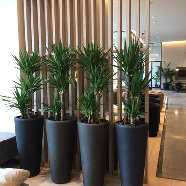 Interior Plants