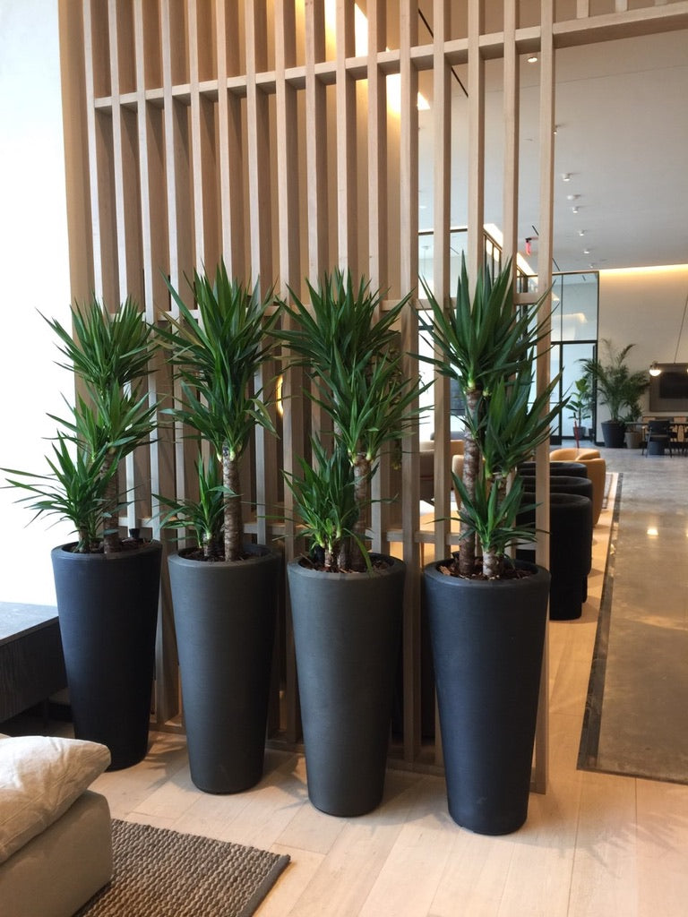 indoor lobby plants Interior Plants