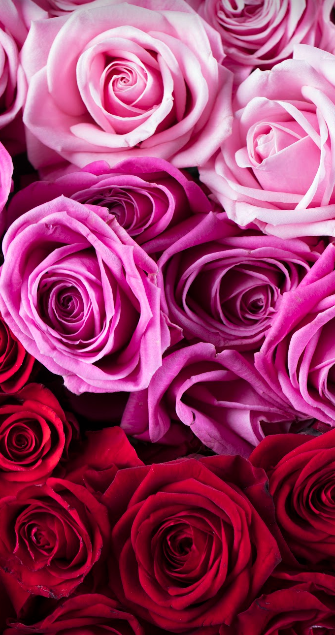 Lobby Engagement - Roses for Residents