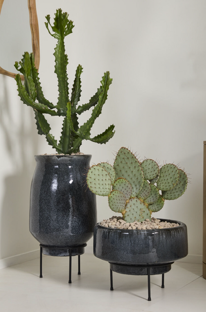 Midnight Fog Container