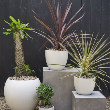 Petroflora Container