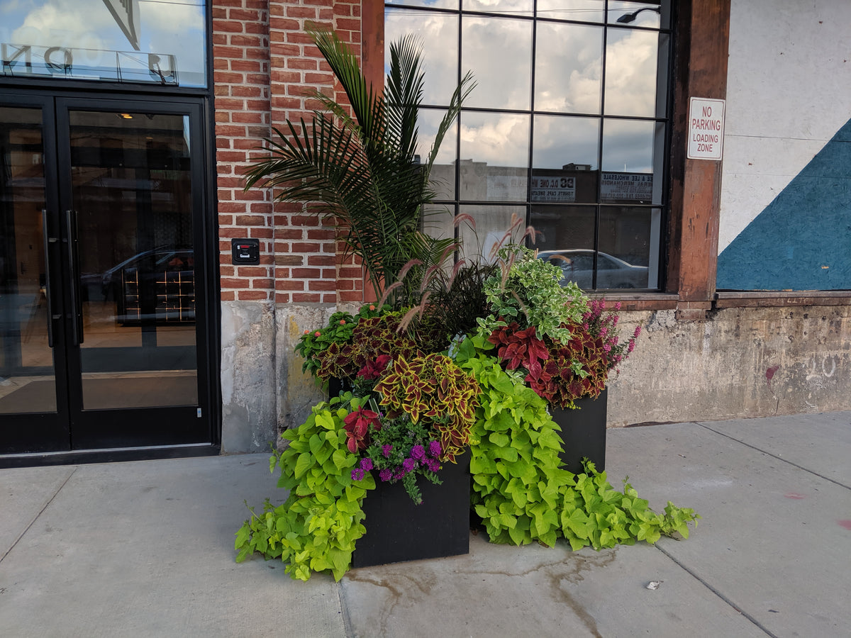 Bloompop Bloompop Nationwide Artisan Flowers, Plants, and Holiday Decor
