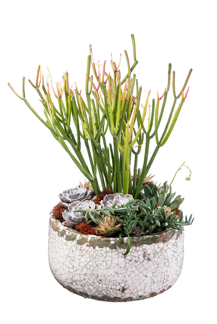 plant terrarium bowl Terrarium Bowl – Bloompop
