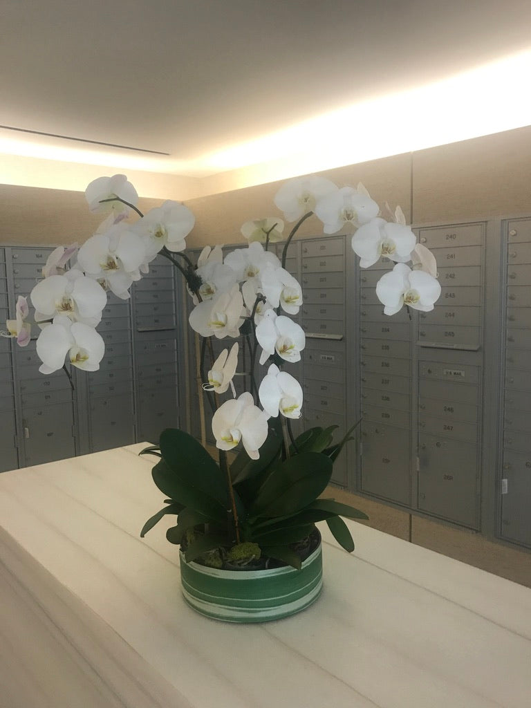 Monthly Phalaenopsis Orchid Subscription