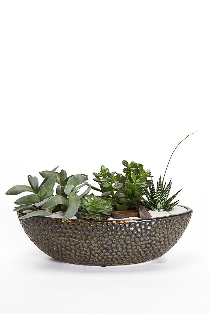 plant terrarium bowl Terrarium Bowl – Bloompop