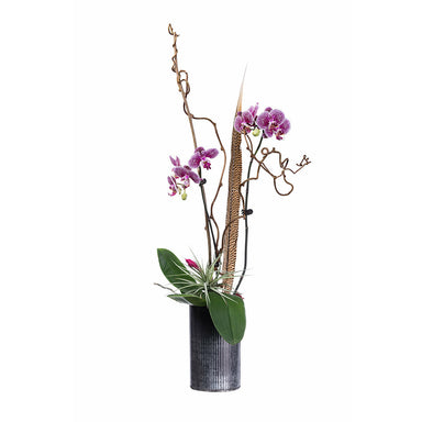 Gifts for Mom - Phalaenopsis Orchids