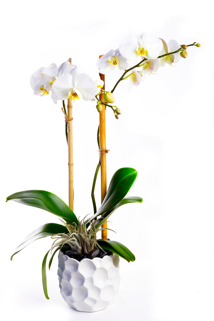 Monthly Phalaenopsis Orchid Subscription