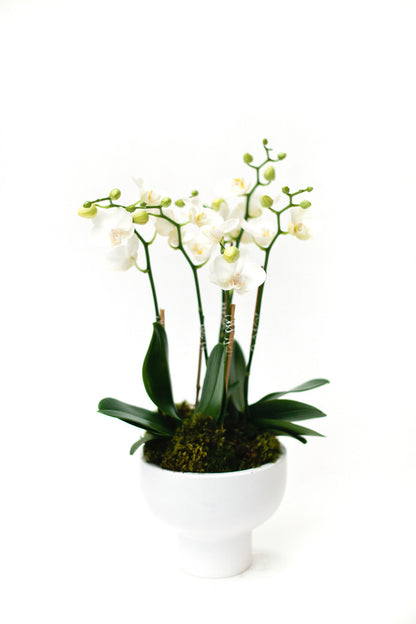 Monthly Phalaenopsis Orchid Subscription