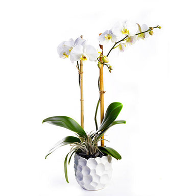 Phalaenopsis Potted Orchid