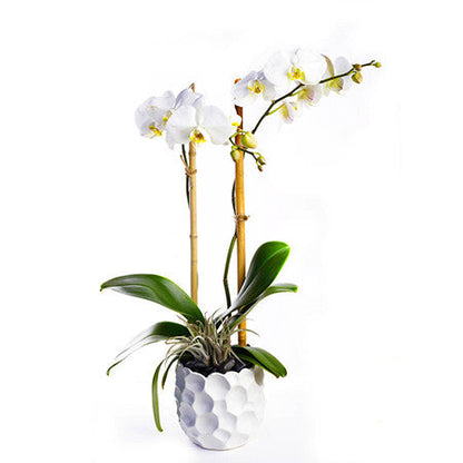 Gifts for Mom - Phalaenopsis Orchids