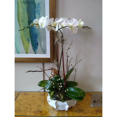 Monthly Phalaenopsis Orchid Subscription