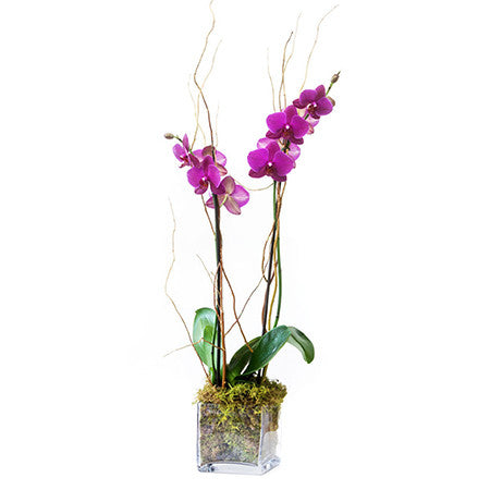 Monthly Phalaenopsis Orchid Subscription