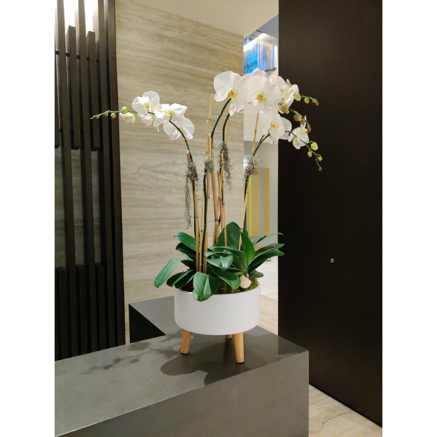 Monthly Phalaenopsis Orchid Subscription